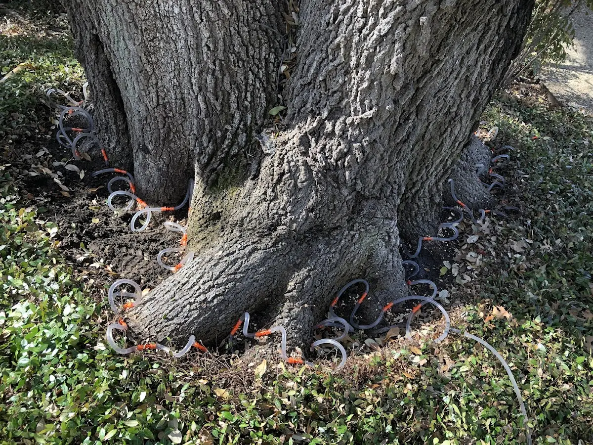 Detailed Tree Cabling and Bracing job site in Dry Creek