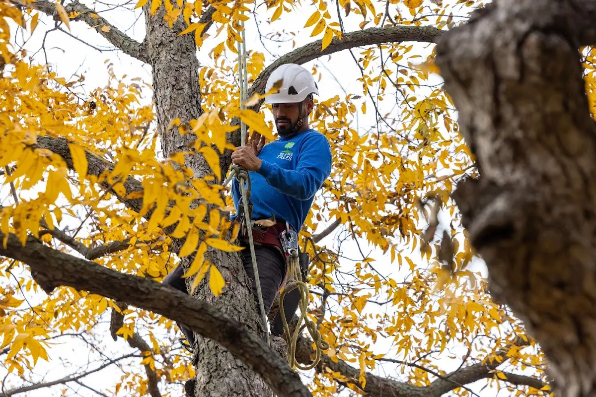 Skilled Tree Planting crew working in Dry Creek