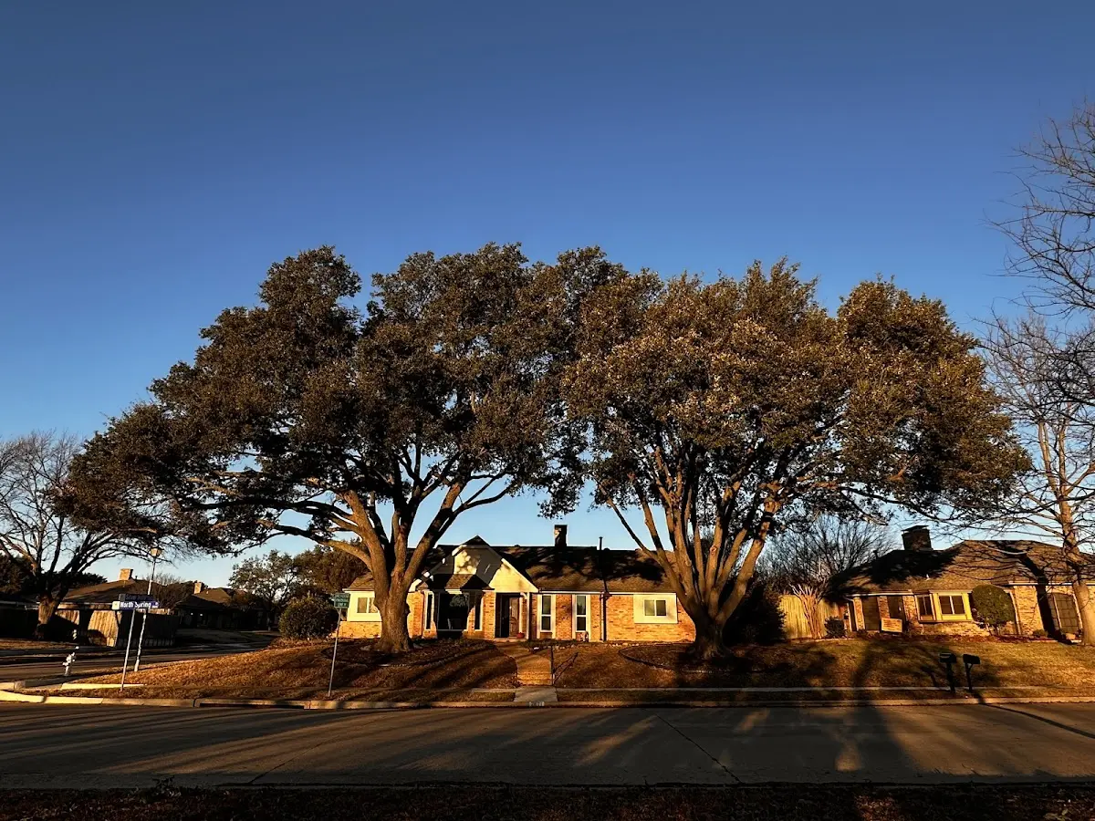 Established residential canopy tree shading a home in Dry Creek
