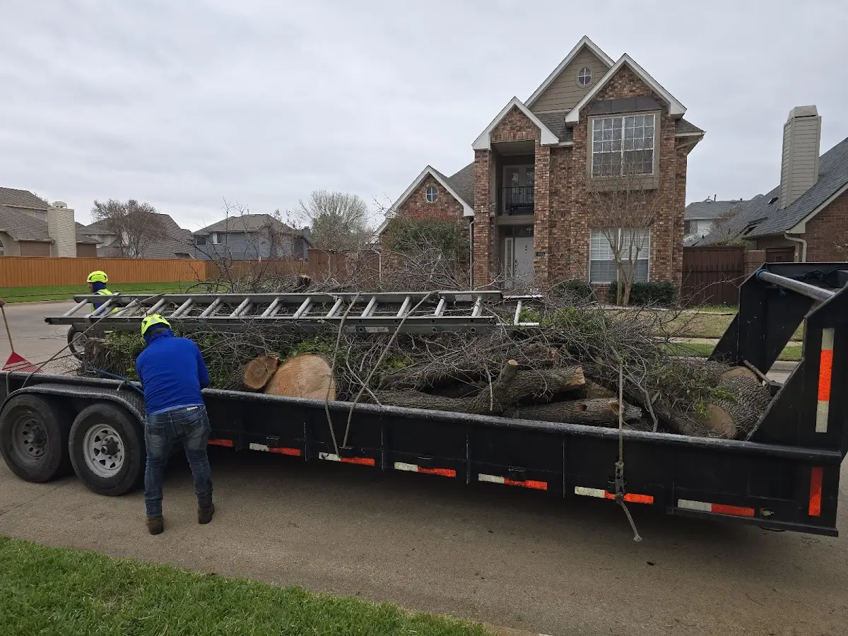 Expert Crown Reduction with proper safety equipment in Dry Creek